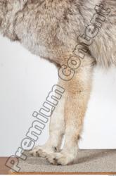 Leg Wolf